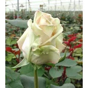 Роза "Сахара"(Sahara)